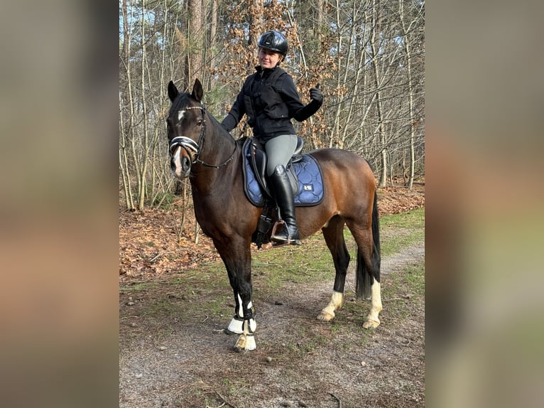 Welsh C (cob) Valack 16 år 136 cm Mörkbrun in Wuustwezel