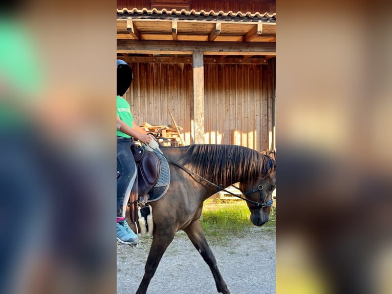 Welsh C (cob) Valack 16 år 147 cm Brun in Peiting