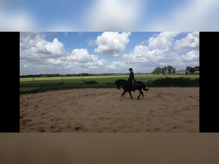 Welsh C (cob) Valack 24 år 135 cm Svart in Terwispel