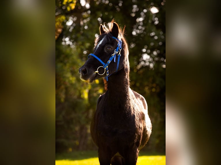 Welsh C (cob) Valack 24 år 135 cm Svart in Terwispel