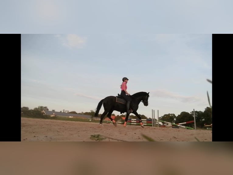 Welsh C (cob) Valack 24 år 135 cm Svart in Terwispel