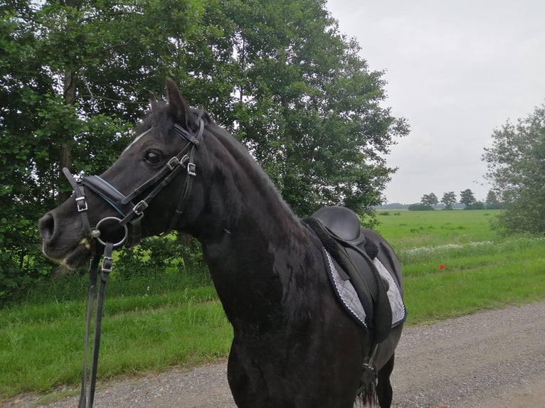 Welsh C (cob) Valack 24 år 135 cm Svart in Terwispel