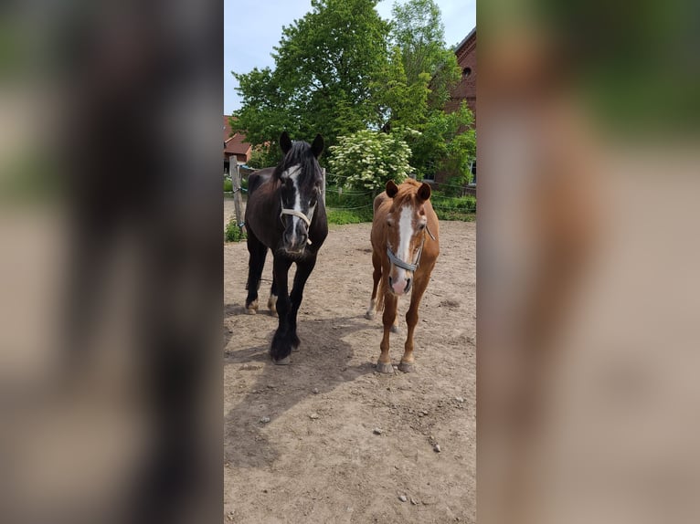 Welsh C (cob) Valack 27 år 150 cm Svart in Groß Hegesdorf