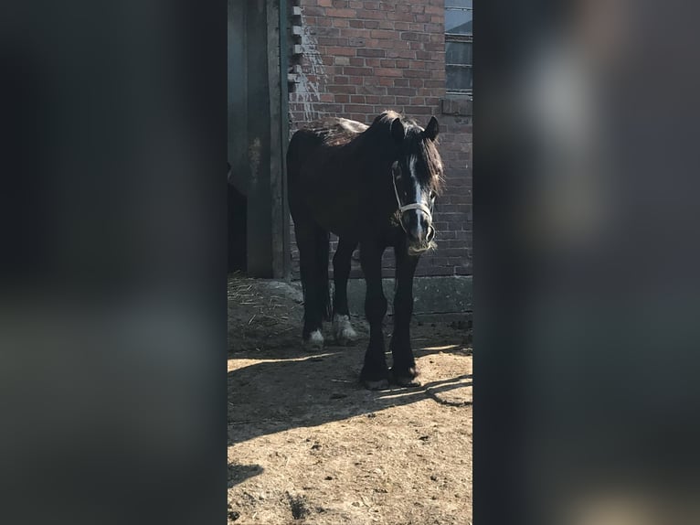 Welsh C (cob) Valack 27 år 150 cm Svart in Groß Hegesdorf