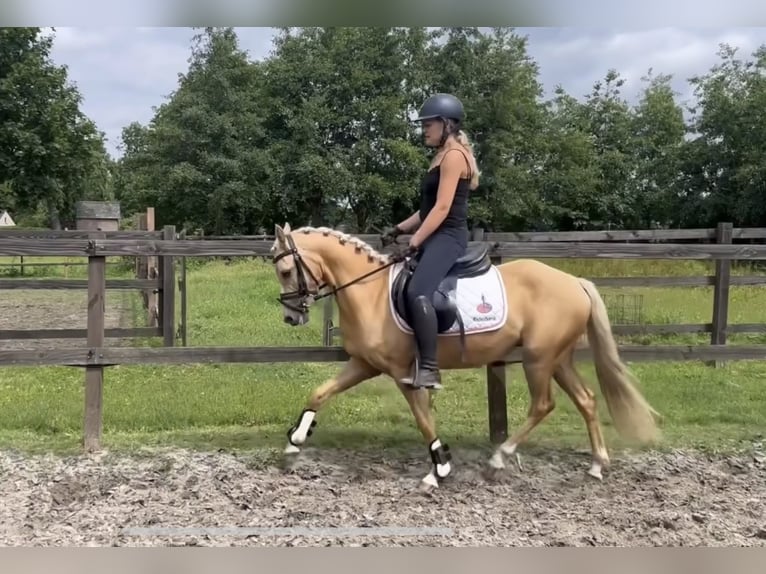 Welsh C (cob) Valack 3 år 133 cm Palomino in Den Hout