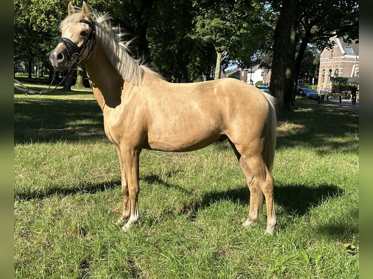 Welsh C (cob) Valack 3 år 133 cm Palomino in Den Hout