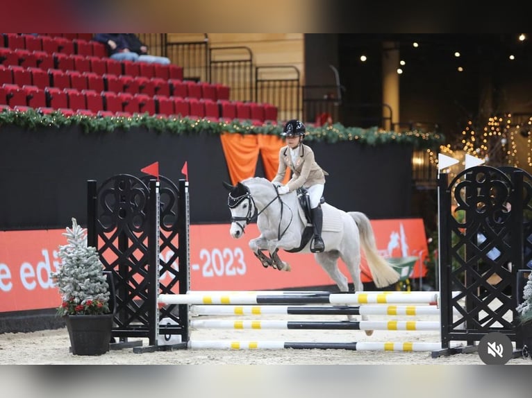 Welsh C (cob) Valack 5 år 136 cm Grå-blå-brun in Groningen