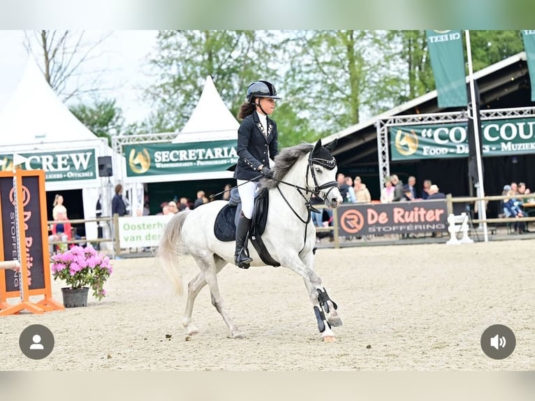 Welsh C (cob) Valack 5 år 136 cm Grå-blå-brun in Groningen