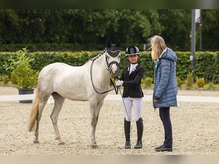 Welsh C (cob) Valack 5 år 136 cm Grå-blå-brun in Groningen