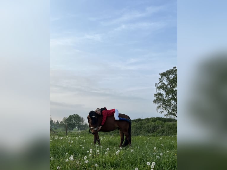 Welsh C (cob) Valack 6 år 144 cm Brun in Züssow