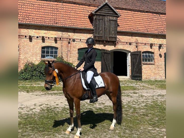 Welsh C (cob) Valack 6 år 144 cm Brun in Züssow