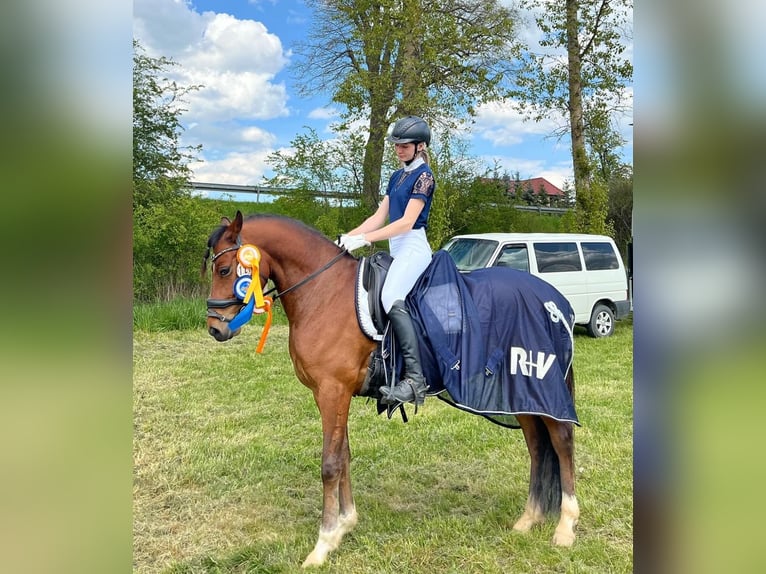 Welsh C (cob) Valack 6 år 144 cm Brun in Züssow