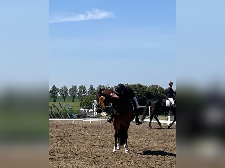 Welsh C (cob) Valack 6 år 144 cm Brun in Züssow