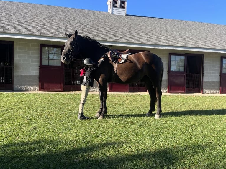 Welsh C (cob) Valack 6 år 145 cm Svart in Howell MI