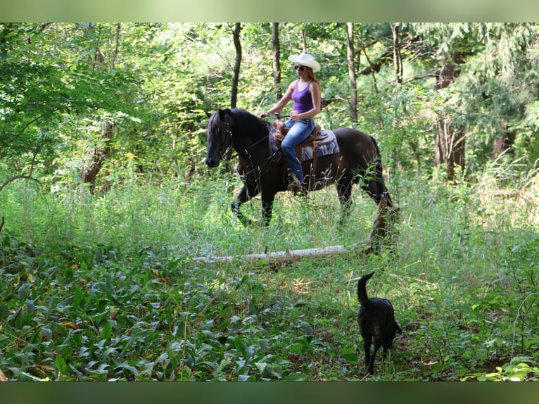 Welsh C (cob) Valack 6 år 145 cm Svart in Howell MI