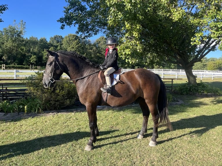 Welsh C (cob) Valack 6 år 145 cm Svart in Howell MI