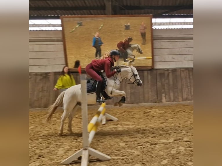 Welsh C (cob) Valack 7 år 120 cm Grå in Iserlohn