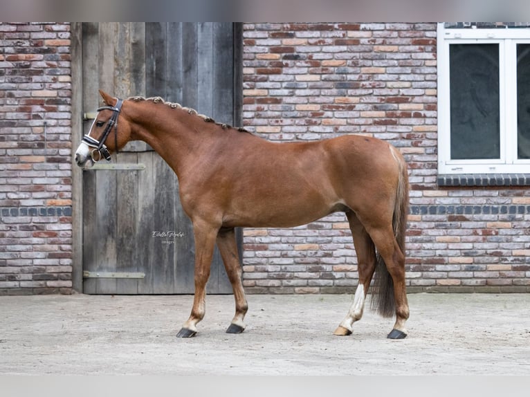 Welsh C (of Cob Type) Gelding 10 years 12,3 hh Chestnut-Red in Lieren