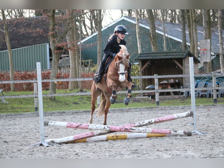 Welsh C (of Cob Type) Gelding 10 years 12,3 hh Chestnut-Red in Lieren