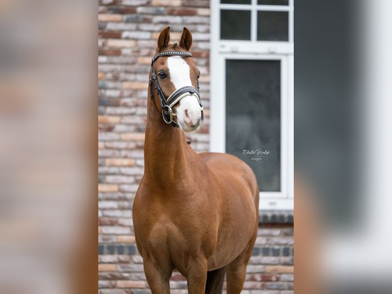 Welsh C (of Cob Type) Gelding 10 years 12,3 hh Chestnut-Red in Lieren