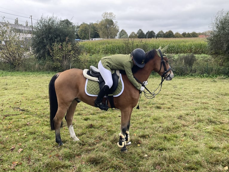 Welsh C (of Cob Type) Gelding 11 years 13,1 hh Brown-Light in BERLAAR