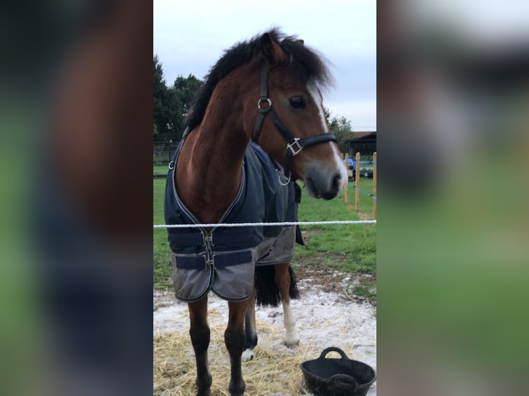 Welsh C (of Cob Type) Gelding 11 years 13,1 hh Brown-Light in BERLAAR