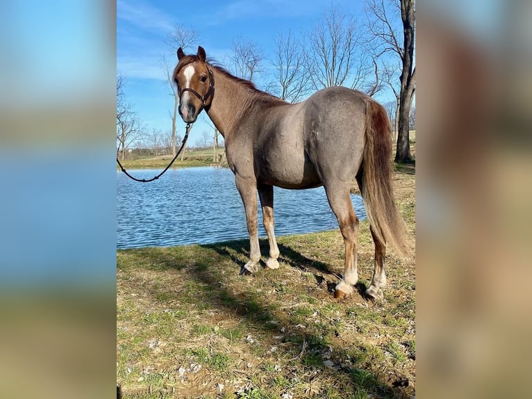 Welsh C (of Cob Type) Mix Gelding 11 years Roan-Red in Lebanon, PA