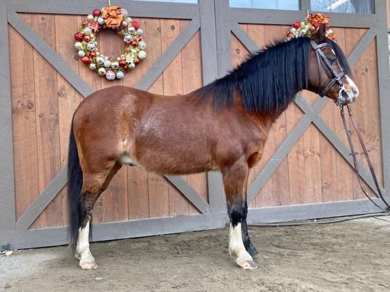 Welsh C (of Cob Type) Gelding 12 years 11,2 hh Bay in Bethany CT