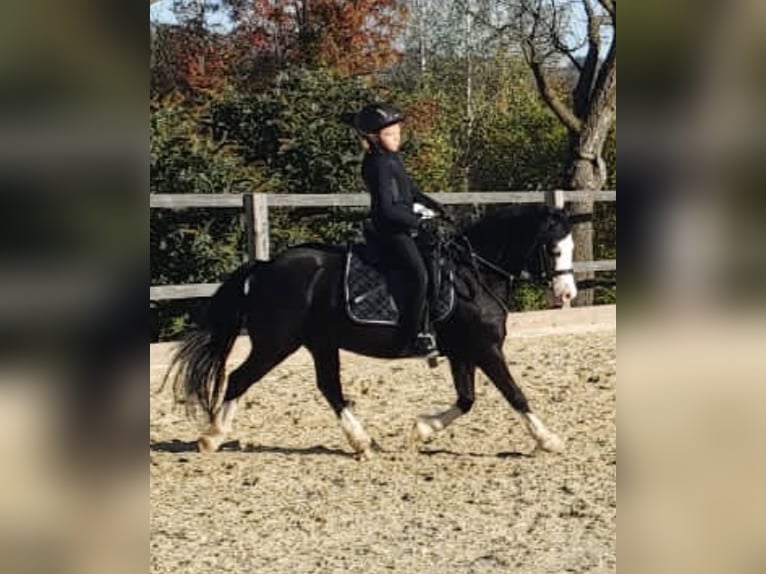 Welsh C (of Cob Type) Gelding 12 years 12,1 hh Black in Schönherrn