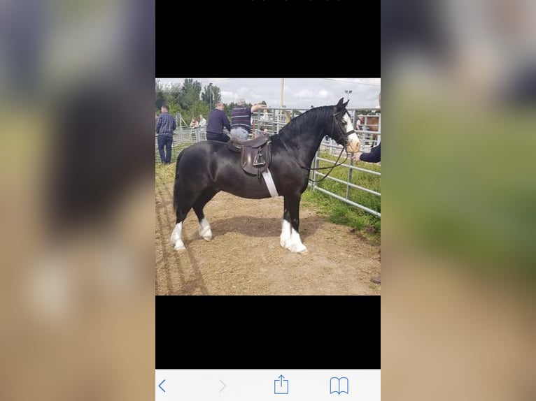 Welsh C (of Cob Type) Gelding 12 years 12,1 hh Black in Schönherrn