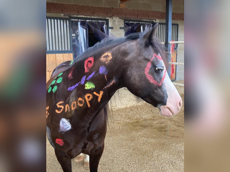 Welsh C (of Cob Type) Gelding 12 years 12,1 hh Black in Schönherrn