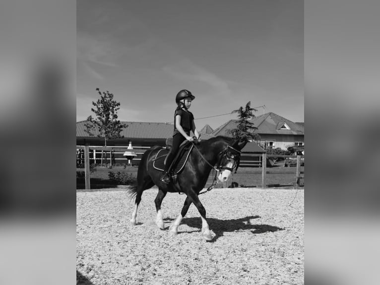 Welsh C (of Cob Type) Gelding 12 years 12,1 hh Black in Schönherrn