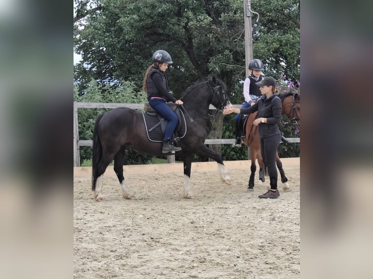 Welsh C (of Cob Type) Gelding 12 years 12,1 hh Black in Schönherrn