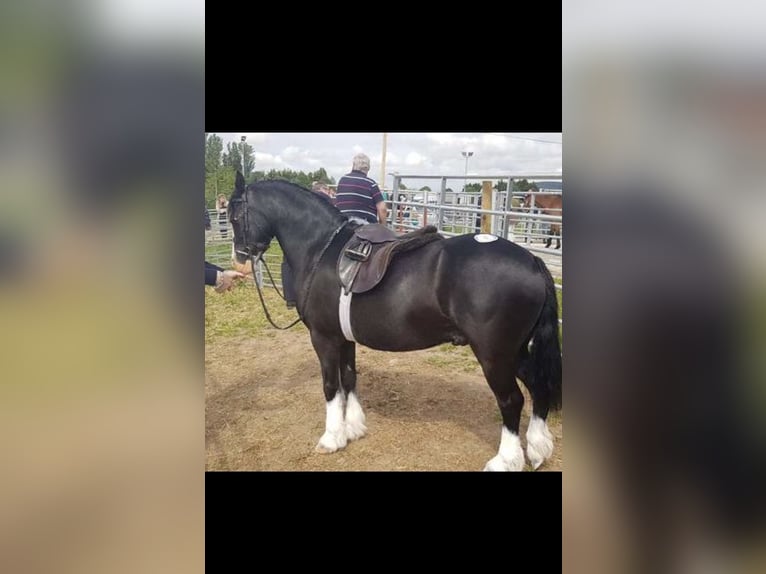 Welsh C (of Cob Type) Gelding 12 years 12,1 hh Black in Schönherrn