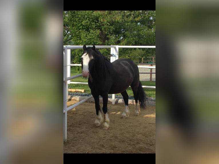 Welsh C (of Cob Type) Gelding 12 years 12,1 hh Black in Schönherrn