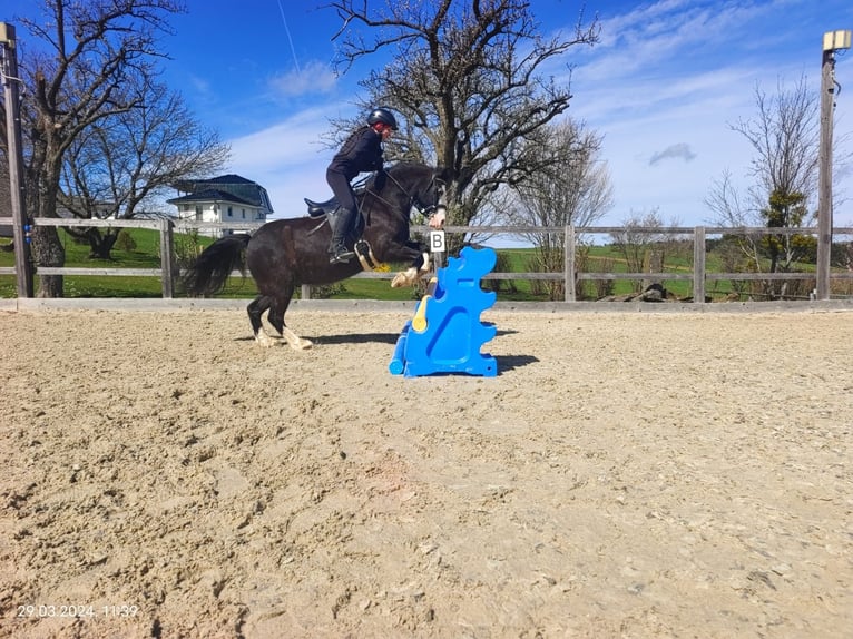 Welsh C (of Cob Type) Gelding 12 years 12,1 hh Black in Schönherrn