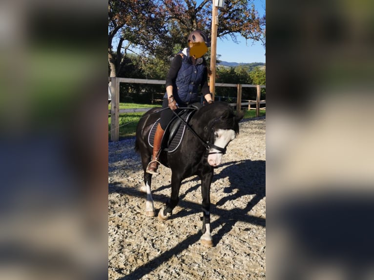 Welsh C (of Cob Type) Gelding 12 years 12,1 hh Black in Schönherrn