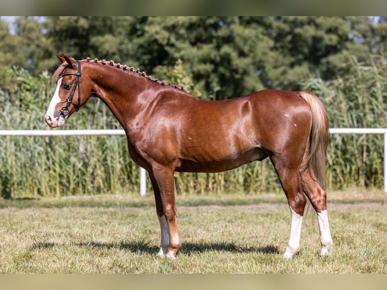 Welsh C (of Cob Type) Gelding 12 years 12,3 hh Chestnut-Red in Rawicz