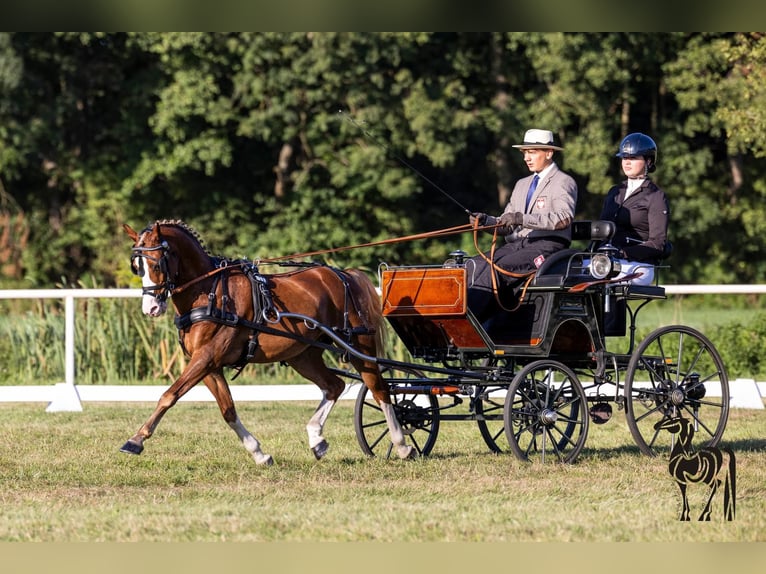 Welsh C (of Cob Type) Gelding 12 years 12,3 hh Chestnut-Red in Rawicz