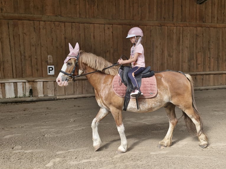 Welsh C (of Cob Type) Gelding 13 years 13 hh Roan-Red in Los Angeles