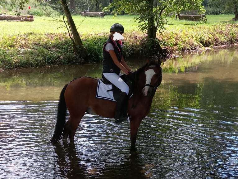 Welsh C (of Cob Type) Gelding 14 years 13,2 hh Brown in Geseke