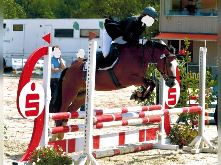 Welsh C (of Cob Type) Gelding 14 years 13,2 hh Brown in Geseke