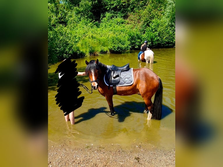 Welsh C (of Cob Type) Gelding 14 years 13,3 hh Brown in Essen