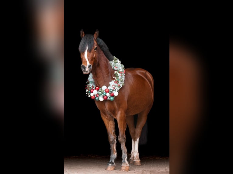 Welsh C (of Cob Type) Gelding 14 years 13,3 hh Brown in Essen