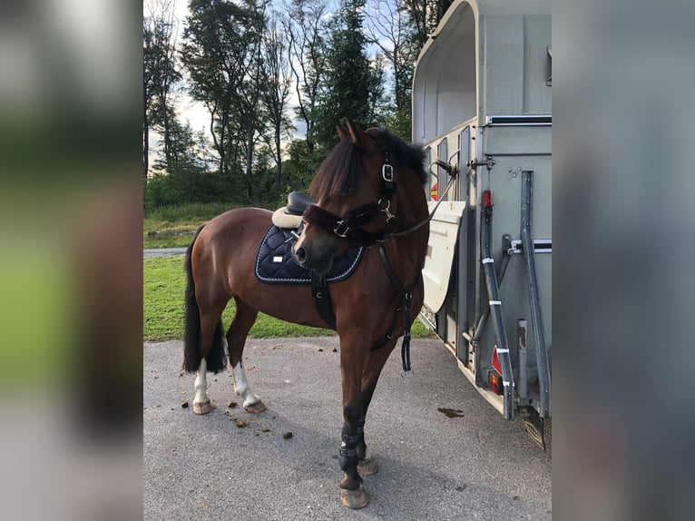 Welsh C (of Cob Type) Gelding 14 years 13,3 hh Brown in Essen