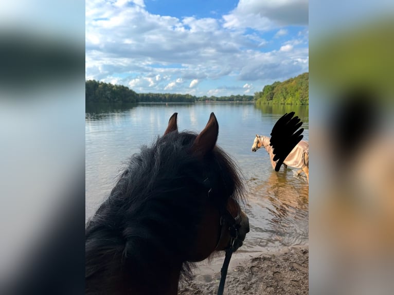 Welsh C (of Cob Type) Gelding 14 years 13,3 hh Brown in Essen