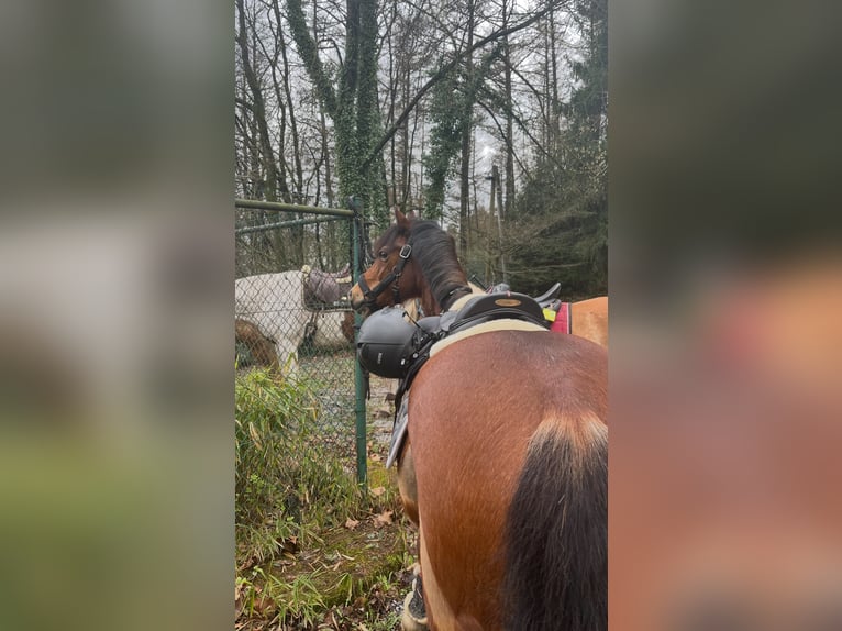 Welsh C (of Cob Type) Gelding 14 years 13,3 hh Brown in Essen