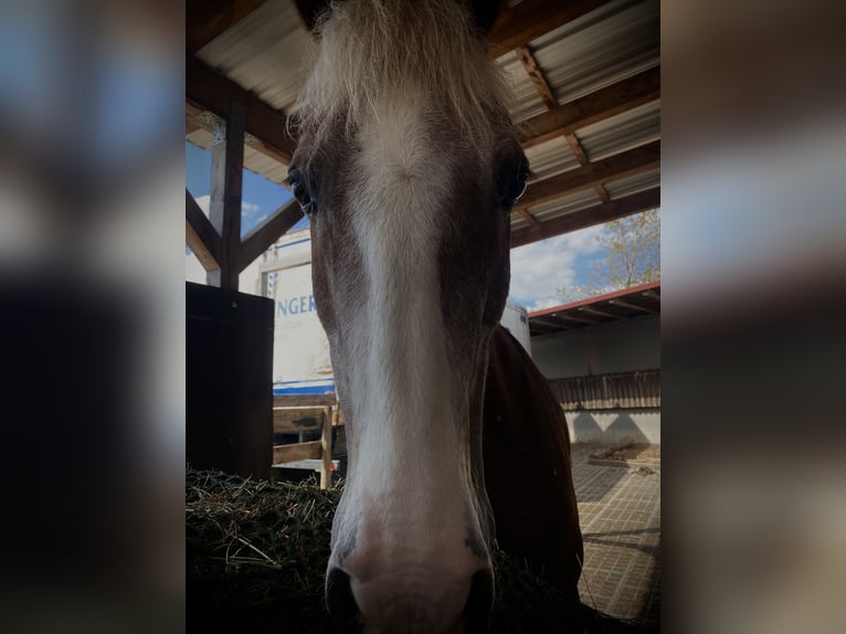 Welsh C (of Cob Type) Gelding 14 years 14,2 hh Brown in Babenhausen