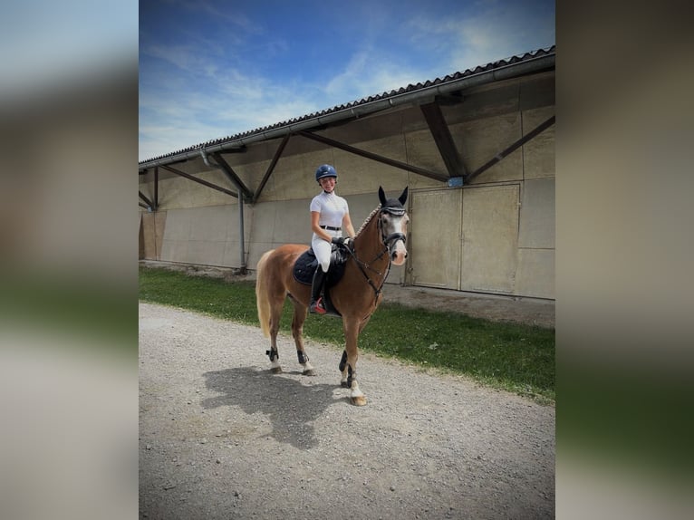 Welsh C (of Cob Type) Gelding 14 years 14,2 hh Brown in Babenhausen