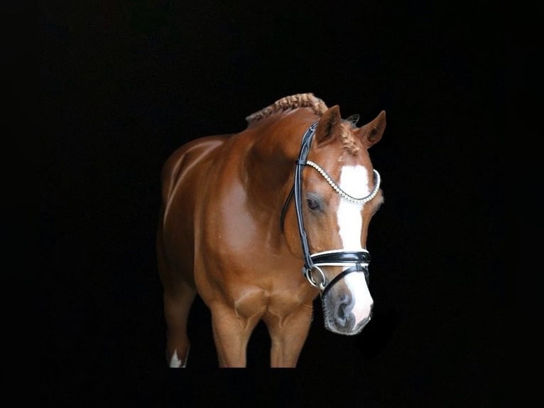 Welsh C (of Cob Type) Gelding 14 years 14 hh Chestnut-Red in Recke, bei Osnabrück